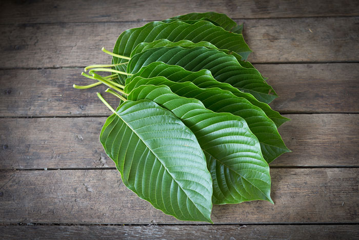 The Benefits and Drawbacks of Taking Kratom