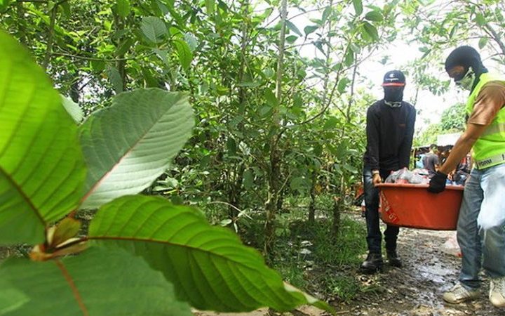 The Wellness Potential of Green Kratom in Modern Medicine