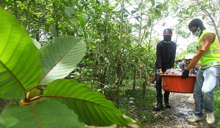 The Wellness Potential of Green Kratom in Modern Medicine